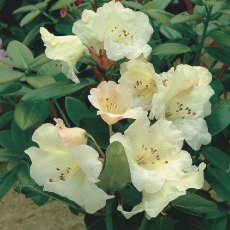 DWARF RHODODENDRON 'Cowslip'  3L