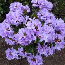 DWARF RHODODENDRON 'Night Sky'  3L