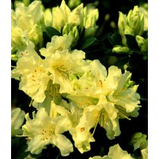 DWARF RHODODENDRON 'Patty Bee'   3L