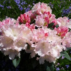 YAKUSHIMANUM RHODODENDRON 'Dreamland'  3L