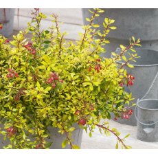 Escallonia 'Golden Carpet'   3L Escallonia 'Golden Carpet'   3L