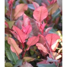Photinia 'Little Red Robin'   2L Photinia 'Little Red Robin'   2L