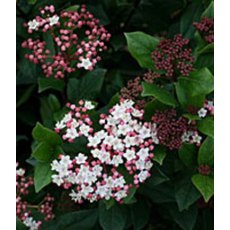 Viburnum tinus 'Gwenllian'   4L Viburnum tinus 'Gwenllian'   4L