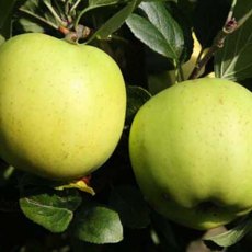 Apple (Malus) 'Greensleeves' - Bush - M26   12L Apple (Malus) 'Greensleeves' - Bush - M26   12L