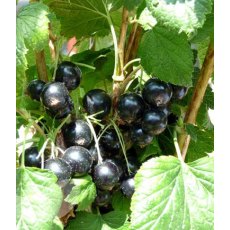 Blackcurrant (Ribes) 'Ben Connan®'   3L Blackcurrant (Ribes) 'Ben Connan®'   3L
