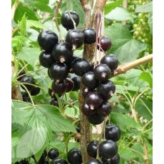 Blackcurrant (Ribes) 'Ben Sarek®'   3L Blackcurrant (Ribes) 'Ben Sarek®'   3L