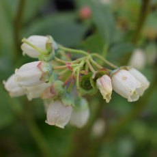 Blueberry (Vaccinium) 'Liberty®'   3L Blueberry (Vaccinium) 'Liberty®'   3L
