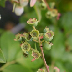 Blueberry (Vaccinium) 'Northland'   3L Blueberry (Vaccinium) 'Northland'   3L