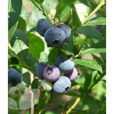 Blueberry (Vaccinium) 'Patriot'  3L Blueberry (Vaccinium) 'Patriot'  3L