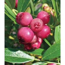 Blueberry (Vaccinium) 'Pink Lemonade'  3L Blueberry (Vaccinium) 'Pink Lemonade'  3L