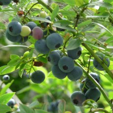 Blueberry (Vaccinium) 'Sunshine Blue'  3L Blueberry (Vaccinium) 'Sunshine Blue'  3L