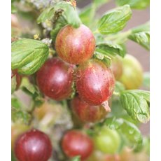 Gooseberry (Ribes) 'Captivator (Red)   3L Gooseberry (Ribes) 'Captivator (Red)   3L
