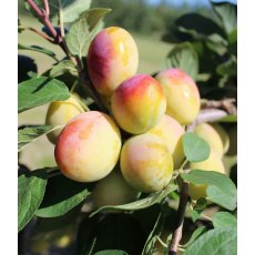Miracot (Prunus) 'Aprimira'® - Bush - Wavit®   12L Miracot (Prunus) 'Aprimira'® - Bush - Wavit®   12L