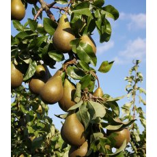 Pear (Pyrus) 'Conference' - Bush - Quince A   12L Pear (Pyrus) 'Conference' - Bush - Quince A   12L