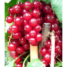 Redcurrant (Ribes) 'Rovada' 3L Redcurrant (Ribes) 'Rovada' 3L