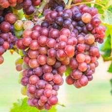 Grapevine (Vitis) 'Strawberry' (Outdoor)(O/R)   3L Grapevine (Vitis) 'Strawberry' (Outdoor)(O/R)   3L
