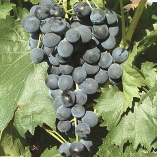 Grapevine (Vitis) 'Muscat Bleu' (Outdoor)(O/B)   3L Grapevine (Vitis) 'Muscat Bleu' (Outdoor)(O/B)   3L