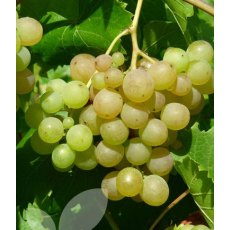 Grapevine (Vitis) 'Phoenix' (Outdoor)(O/W)   3L Grapevine (Vitis) 'Phoenix' (Outdoor)(O/W)   3L