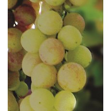 Grapevine (Vitis) 'Bacchus' (Outdoor)(O/W)   3L Grapevine (Vitis) 'Bacchus' (Outdoor)(O/W)   3L