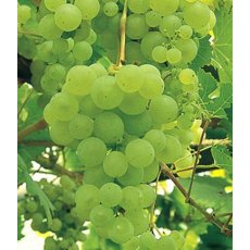 Grapevine (Vitis) 'Lakemont Seedless' (Indoor/Outdoor)(O/W/S)   3L Grapevine (Vitis) 'Lakemont Seedless' (Indoor/Outdoor)(O/W/S)   3L