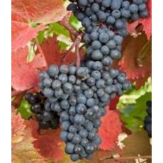 Grapevine (Vitis) 'Regent' (Outdoor)(O/B)   3L Grapevine (Vitis) 'Regent' (Outdoor)(O/B)   3L