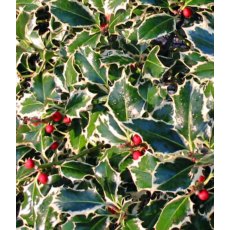 Ilex aquifolium 'Aurea marginata' (F)   3L Ilex aquifolium 'Aurea marginata' (F)   3L