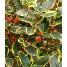 Ilex x altaclerensis 'Golden King' (F)   3L