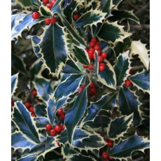 Ilex aquifolium 'Handsworth New Silver' (F)   3L Ilex aquifolium 'Handsworth New Silver' (F)   3L