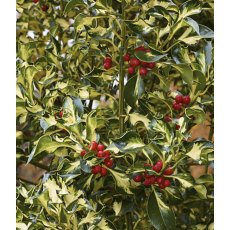 Ilex aquifolium 'Silver Milkmaid' (F)   3L Ilex aquifolium 'Silver Milkmaid' (F)   3L