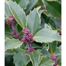 Ilex x meserveae 'Blue Prince'   3L Ilex x meserveae 'Blue Prince'   3L