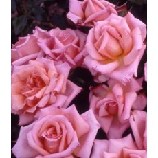 Rose 'Compassion'   5Ldp Rose 'Compassion'   5Ldp