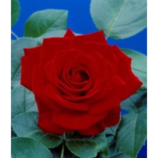 Rose 'Crimson Cascade'   4Ldp / 5Ldp