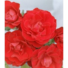 Rose 'Dublin Bay'   5Ldp Rose 'Dublin Bay'   5Ldp