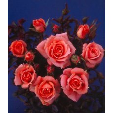 Rose 'Flower Power'   3Ldp / 5Ldp