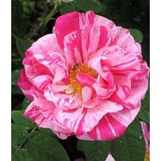 Rose 'Gallica Versicolor'   4Ldp / 4.5Ldp