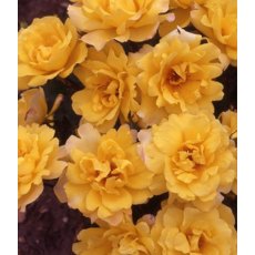 Rose 'Golden Showers'   5Ldp Rose 'Golden Showers'   5Ldp