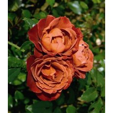 Rose 'Hot Chocolate'   5Ldp (NOV06)