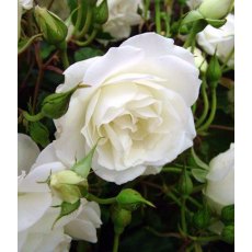 Rose 'Iceburg - Floribunda'   5Ldp