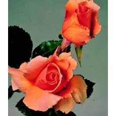 Rose 'Just Joey'   5Ldp