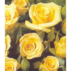 Rose 'Laura Ford'   4Ldp / 5Ldp