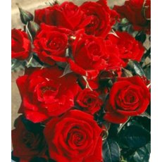 Rose 'Love Knot'   4Ldp / 5Ldp