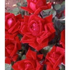 Rose 'Loving Memory'   5Ldp
