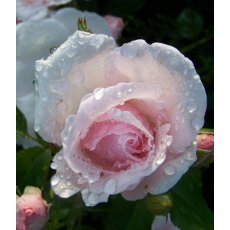 Rose 'Many Happy Returns'   5Ldp Rose 'Many Happy Returns'   5Ldp