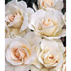 Rose 'Margaret Merril'   5Ldp