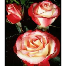 Rose 'Nostalgia'   5Ldp Rose 'Nostalgia'   5Ldp