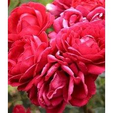 Rose 'Pauls Scarlet'   5Ldp
