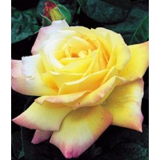 Rose 'Peace'   5Ldp