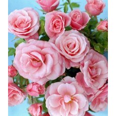 Rose 'Pretty Polly'   3Ldp / 5Ldp