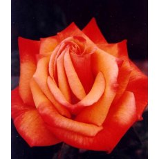 Rose 'Remember Me' 5Ldp Rose 'Remember Me' 5Ldp