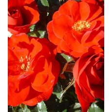 Rose 'Ruby Anniversary'   3Ldp / 5Ldp